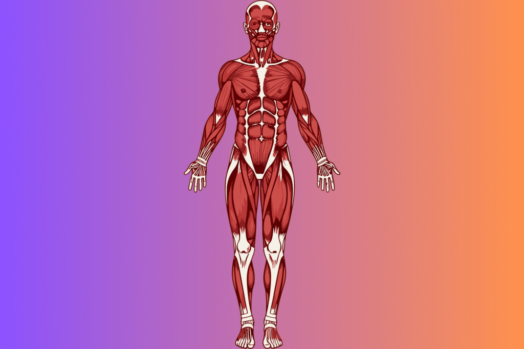 recuperação muscular