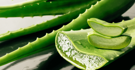 Babosa para que serve: benefícios dessa planta para o corpo