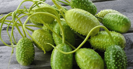 Maxixe: benefícios e como fazer este alimento simples